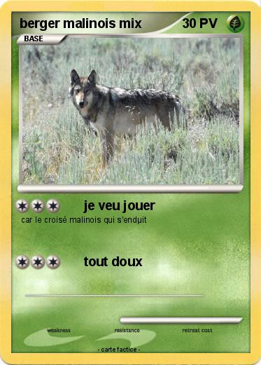 Pokemon berger malinois mix