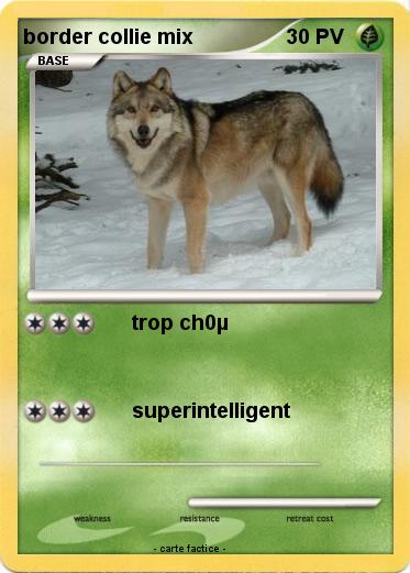 Pokemon border collie mix