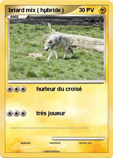 Pokemon briard mix ( hµbride )