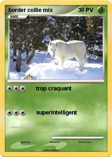 Pokemon border collie mix