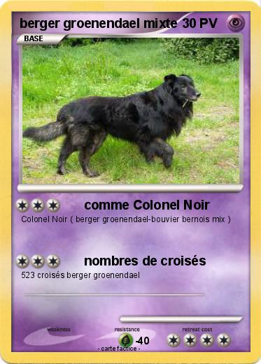 Pokemon berger groenendael mixte