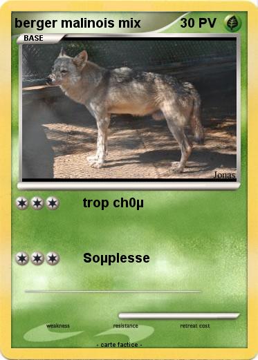 Pokemon berger malinois mix