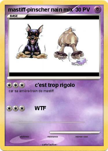Pokemon mastiff-pinscher nain mix
