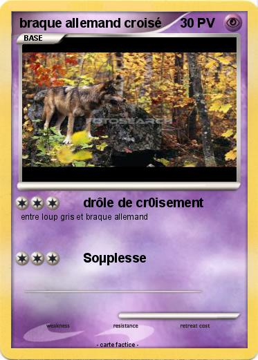 Pokemon braque allemand croisé