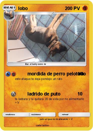 Pokemon lobo