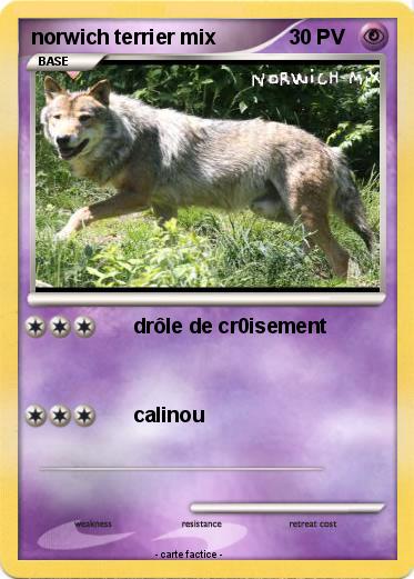Pokemon norwich terrier mix