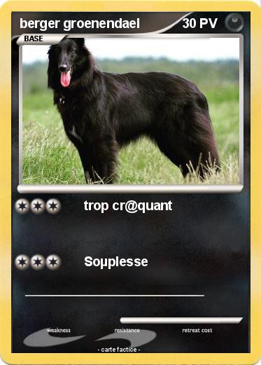 Pokemon berger groenendael