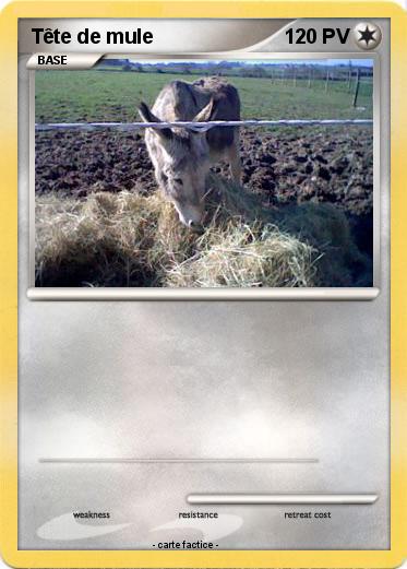 Pokemon Tête de mule