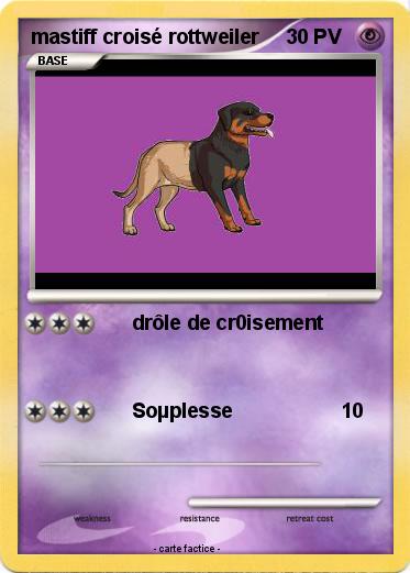 Pokemon mastiff croisé rottweiler