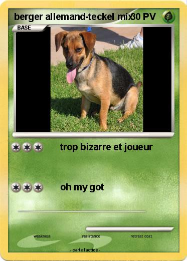 Pokemon berger allemand-teckel mix