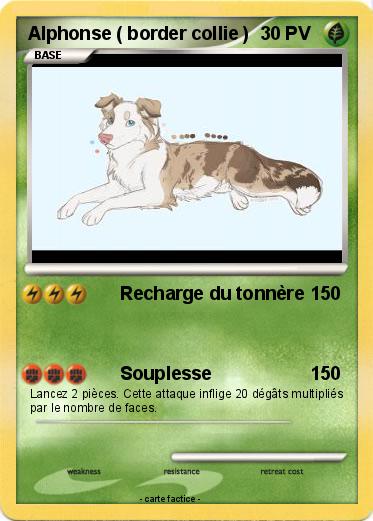 Pokemon Alphonse ( border collie )