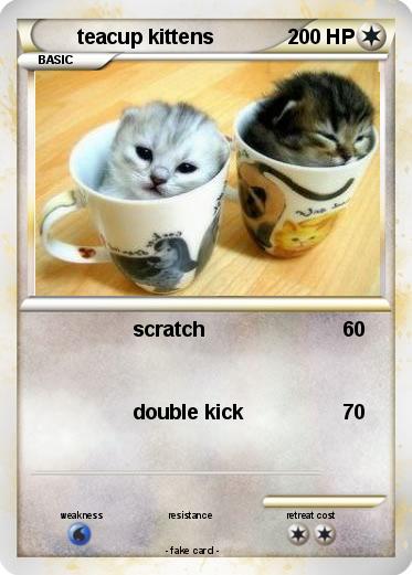 Pokemon teacup kittens
