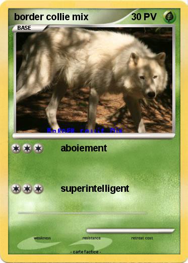 Pokemon border collie mix