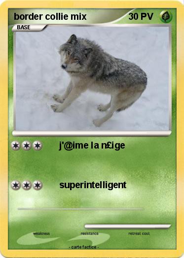 Pokemon border collie mix