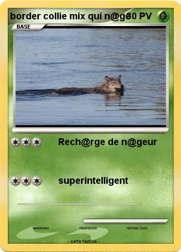 Pokemon border collie mix qui n@ge