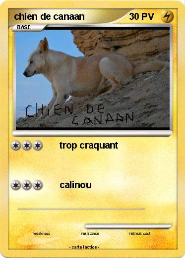 Pokemon chien de canaan