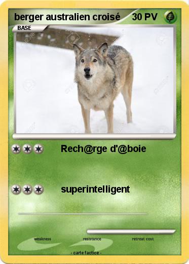 Pokemon berger australien croisé