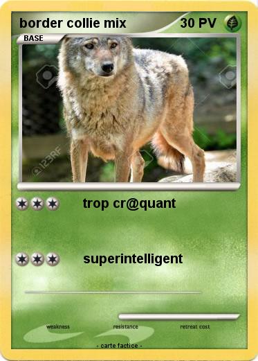 Pokemon border collie mix