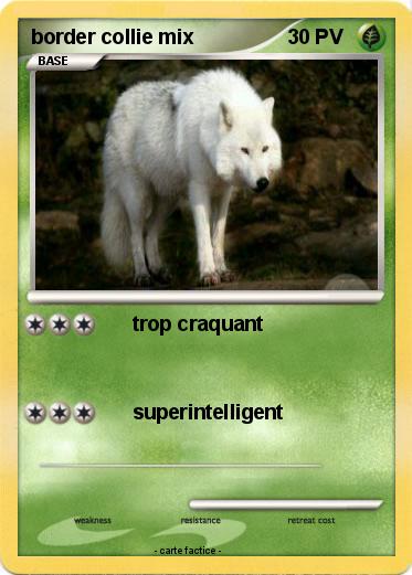 Pokemon border collie mix