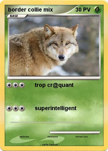 Pokemon border collie mix