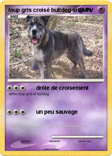 Pokemon loup gris croisé bulldog anglais