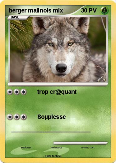 Pokemon berger malinois mix