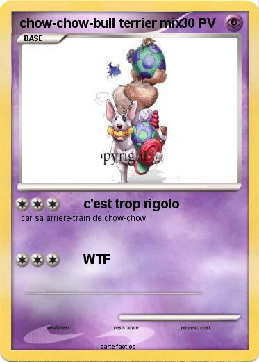 Pokemon chow-chow-bull terrier mix