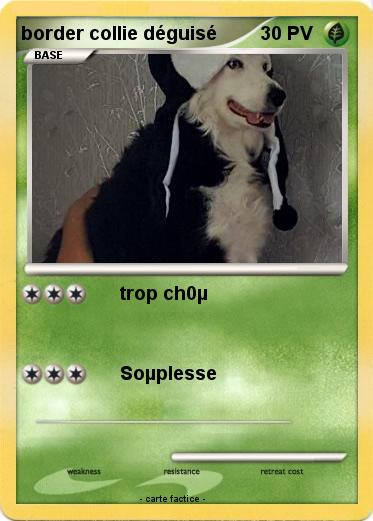 Pokemon border collie déguisé