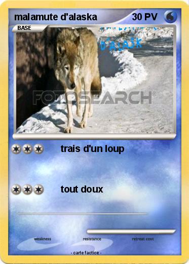 Pokemon malamute d'alaska