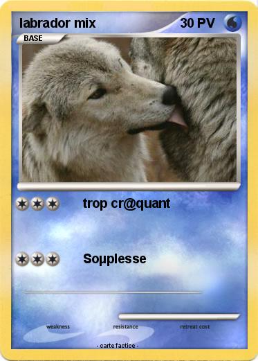 Pokemon labrador mix