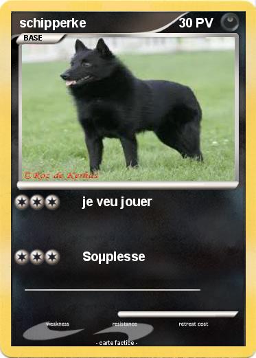 Pokemon schipperke