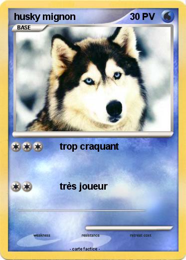 Pokemon husky mignon
