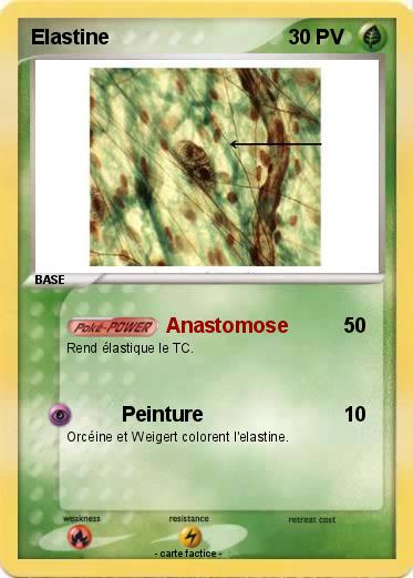 Pokemon Elastine