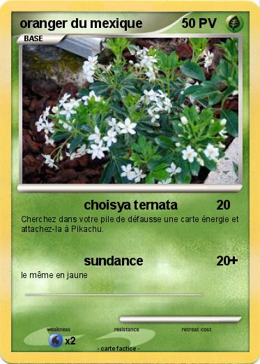 Pokemon oranger du mexique