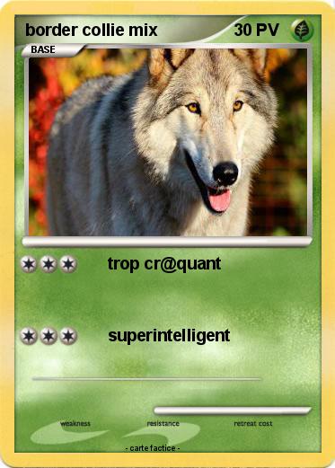 Pokemon border collie mix