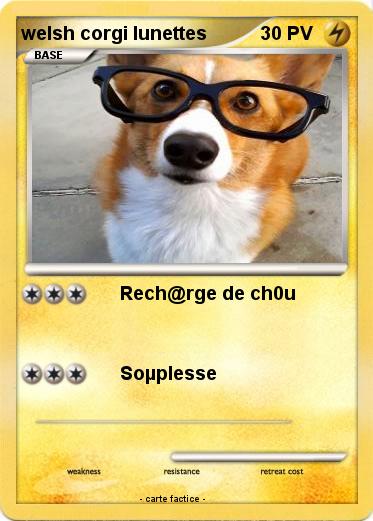 Pokemon welsh corgi lunettes