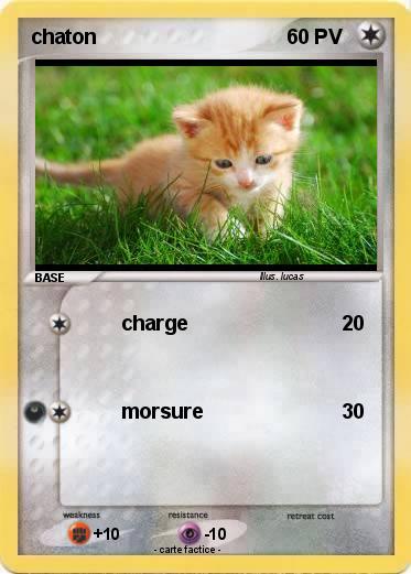Pokemon chaton