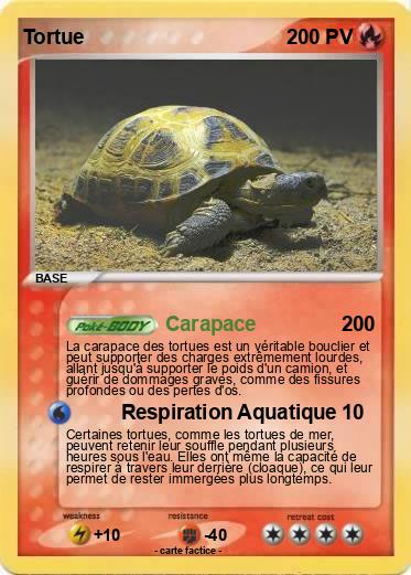 Pokemon Tortue