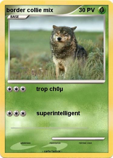 Pokemon border collie mix