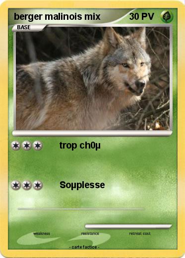 Pokemon berger malinois mix