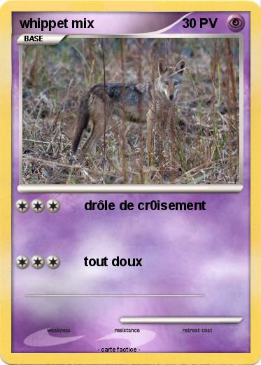 Pokemon whippet mix
