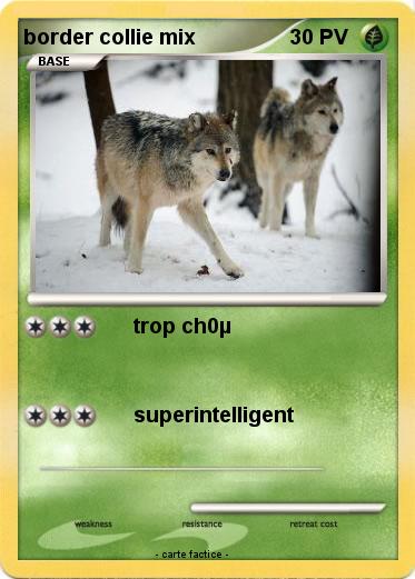 Pokemon border collie mix
