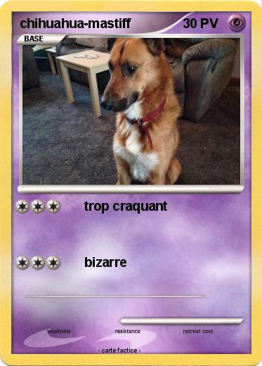 Pokemon chihuahua-mastiff