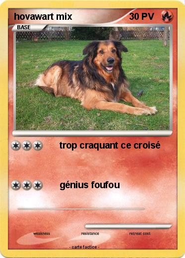 Pokemon hovawart mix