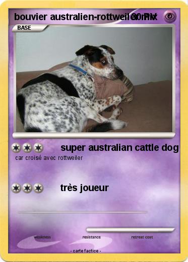 Pokemon bouvier australien-rottweiler mix