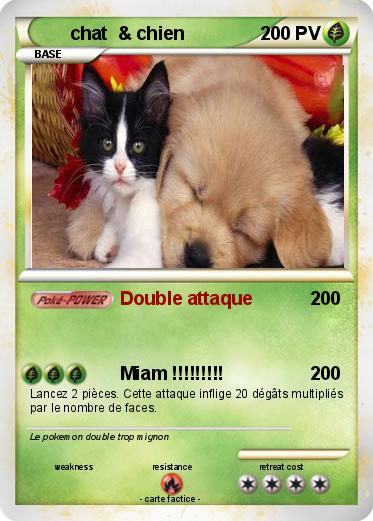 Pokemon chat  & chien