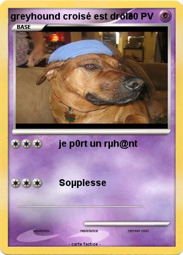 Pokemon greyhound croisé est drôle