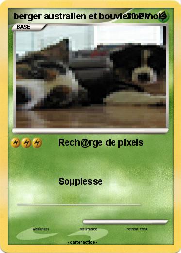 Pokemon berger australien et bouvier bernois