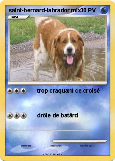 Pokemon saint-bernard-labrador mix