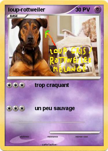 Pokemon loup-rottweiler